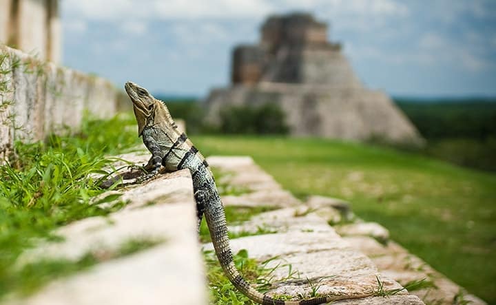 Visitez les ruines d’Uxmal dans la région du Yucatán Visitez les ruines d'Uxmal dans la région du Yucatán