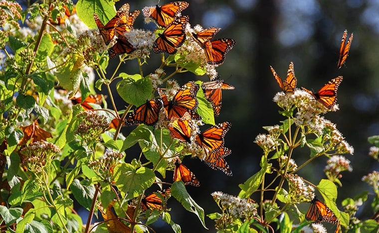 Que faire au Mexique - Papillon monarque