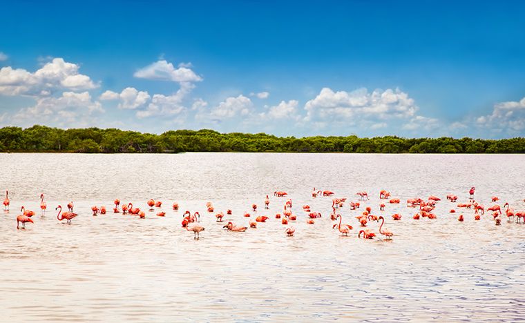 Río lagartos - Voyage au Yucatán