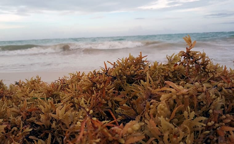L'invasion des algues sargasses au Mexique