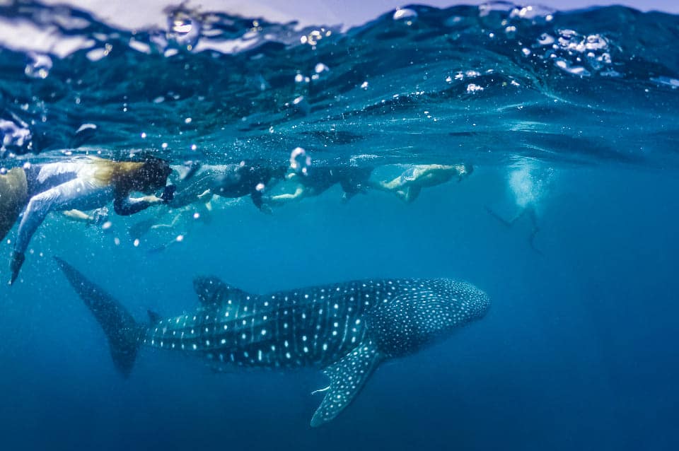 Nagez avec les requins baleines au Mexique avec Kim et Kelly