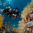 Plongée au Mexique : Explorez les richesses sous-marines de la mer des Caraïbes