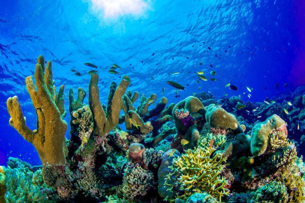 Plongée au Mexique : Explorez les richesses sous-marines de la mer des Caraïbes