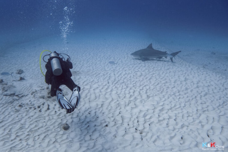 Plongée avec les requins bouledogues au Mexique
